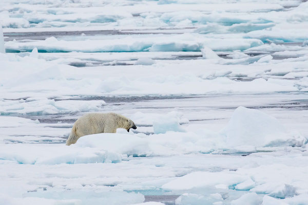 Eisbär