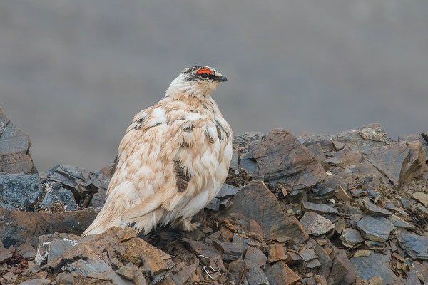 Alpenschneehuhn