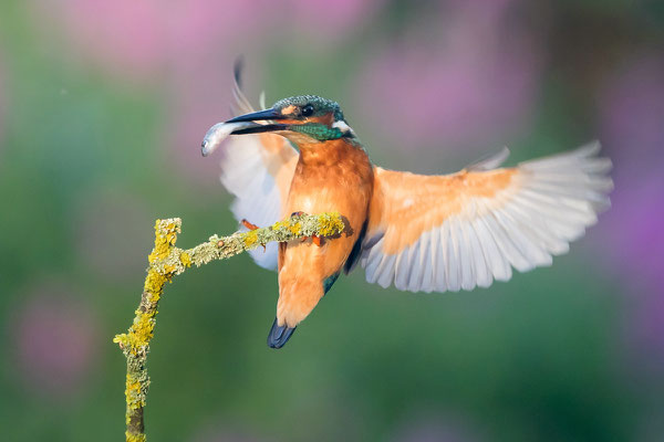 Anflug mit Fisch