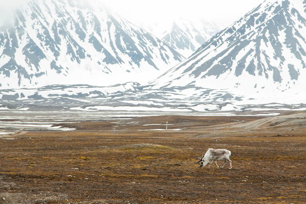 Spitzbergen-Rentier