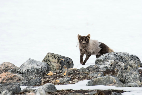 Polarfuchs