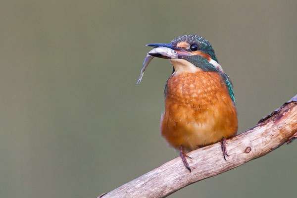 Jungvogel