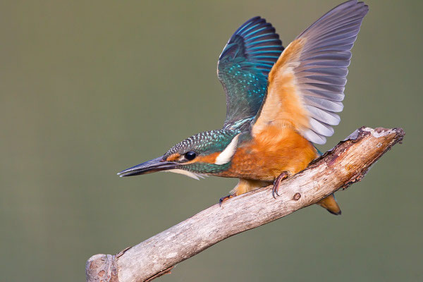 Jungvogel_Abwehrhaltung