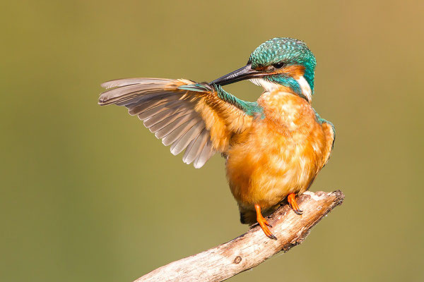 Eisvogel bei Gefiederpflege