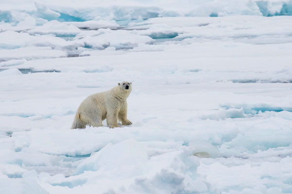 Eisbär