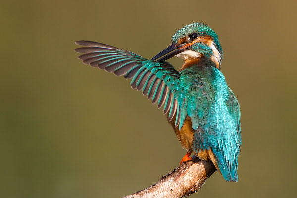 Eisvogel bei Gefiederpflege