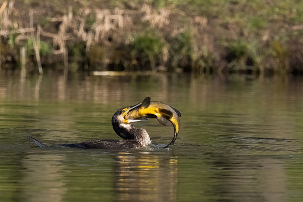 Kormoran erbeutet Schleie