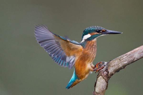 Eisvogel landet auf Ansitz