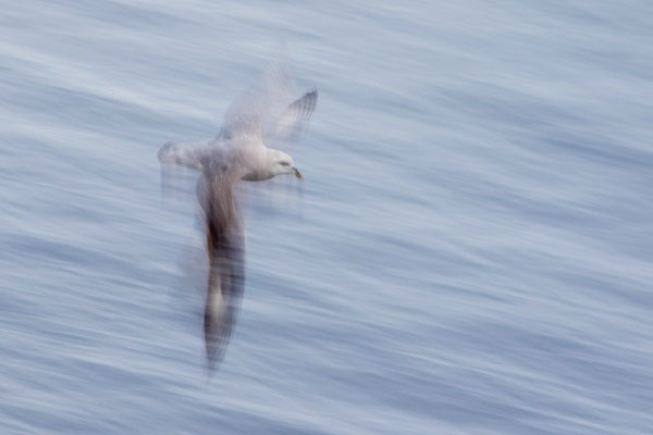 Eissturmvogel