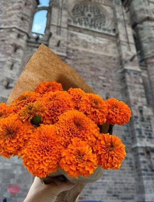 Roses d'inde