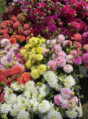 Dahlias