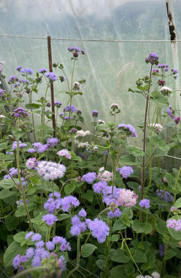 Ageratum