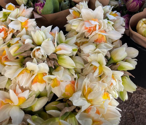 Narcisses