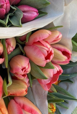 Tulipes
