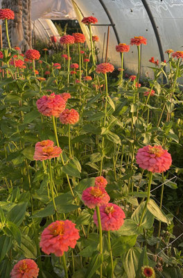 Zinnias