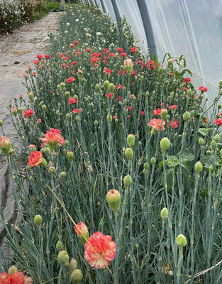 Oeillets des fleuristes