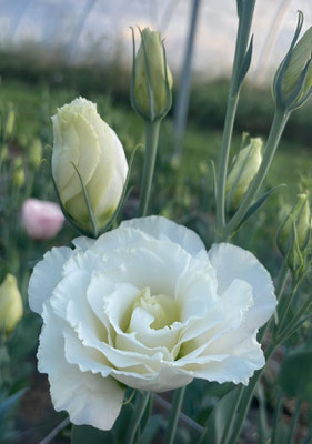 Lisianthus (déclinaisons possible, rose, champagne, lavande, carmin)