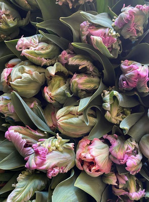 Tulipes