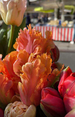 Tulipes perroquets