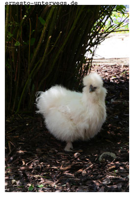 Seidenhuhn