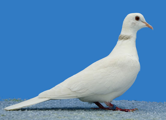 Resultats Du Dernier Championnat De France Moulins 2019 Club