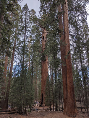 General Sherman Tree