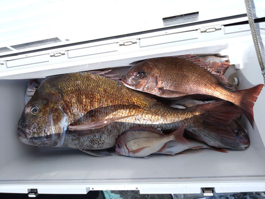 完全ふかせ釣り　5月11日午前便　真鯛８０ｃｍ8㎏ほか真鯛チダイ合わせて10枚以上