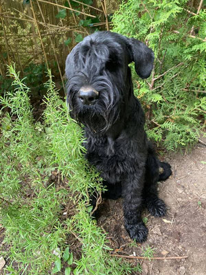 Pitters Busch Alexa, Riesenschnauzer