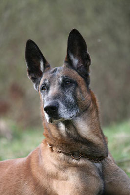 Walker Malinois, Polizeihund