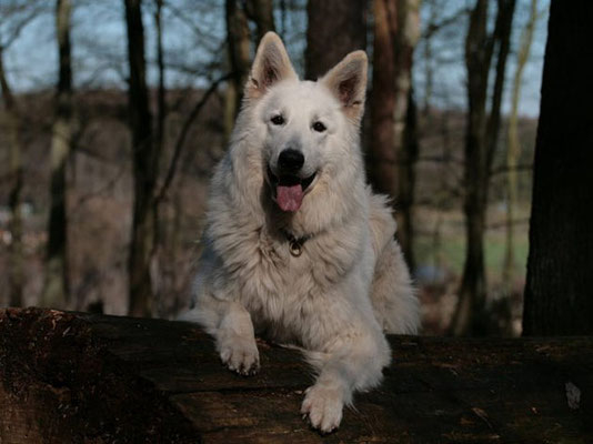 Dark Age vom Sutumer Grund, Weisser Schweizer Schäferhund, BH/VT, AD, VPG 3, IPO 3