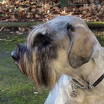 Otis aus der Uckermark, Riesenschnauzer, BH/VT