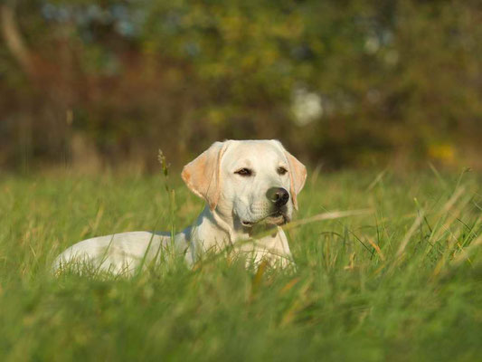 Ilvy vom Papenholz, Labrador, BH/VT, RH-FL V, RH-FL A