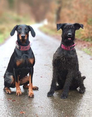 Helena von Engelhardt, Dobermann, BH/VT. IGP 3 und Insomnia "Sunny" vom Hatzbachtal, Riesenschnauzer, BH/VT, IGP 3