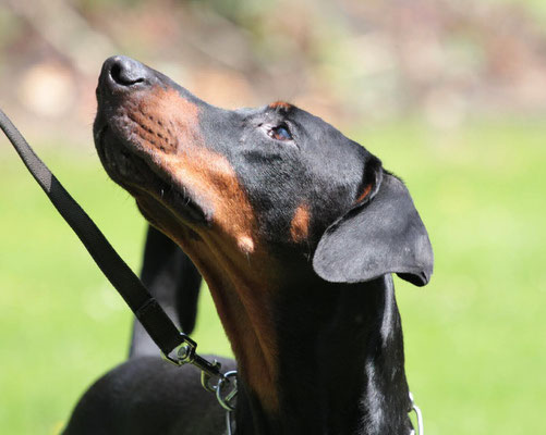 Kiro, Dobermann, BH/VT, BGH 1, BGH 2