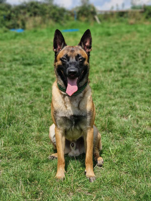 Golan "Milan" vom bösen Onkel, Malinois, BH/VT, FPr 1, UPr 1