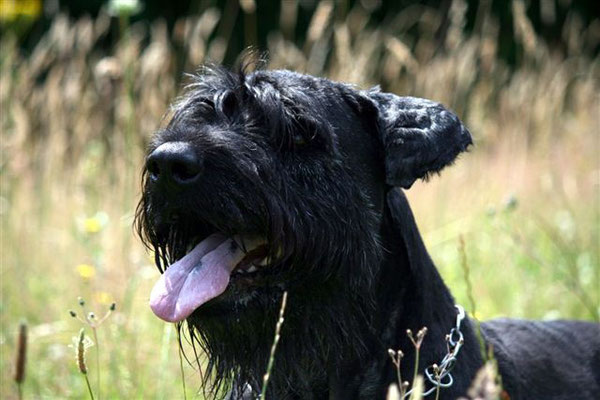 Lorbas vom Hatzbachtal 10.03.1998-30.09.2010 Riesenschnauzer, BH/VT, VPG 1-3