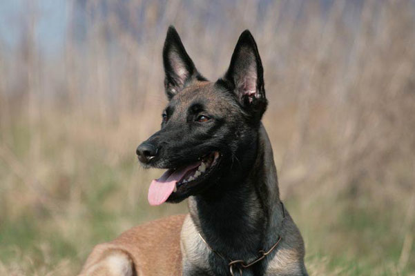 Paula, Malinois, (WT 16.01.2009), BH/VT, PDP, RG Prüfung