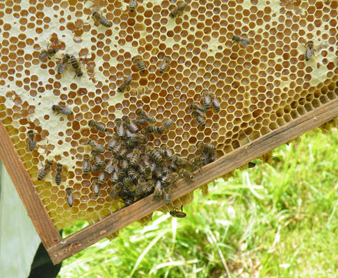Honig von den eigenen Bienen