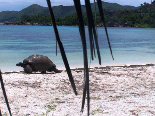 Tartarughe giganti all'isola di Curiouse, Seychelles