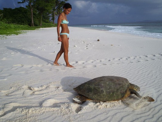 Deposizione tartaruga embricata all'isola Cousin, Seychelles