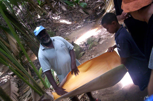 Visita guidata alla Vallee de Mai, Seychelles