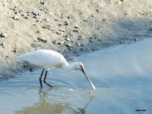 Spatule en Baie de Somme