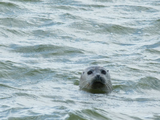 Observation d'un phoques veau marin en Baie de somme