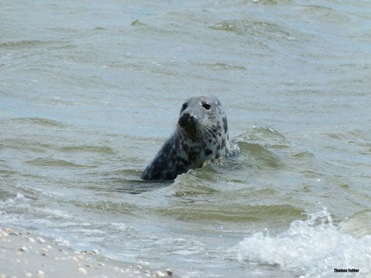 Observation d'un phoques gris en Baie de Somme