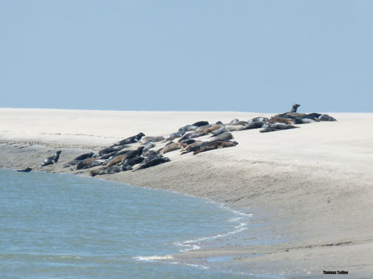 Phoques en baie de Somme