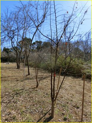 ２年前に散策路に植えたエノキは順調に育っています。