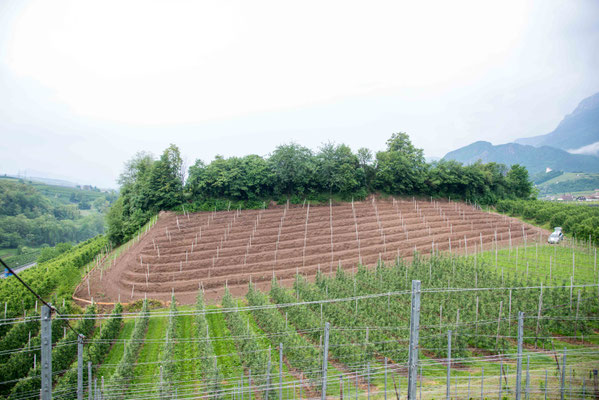 Blick auf den neu "gebauten" Weinberg.