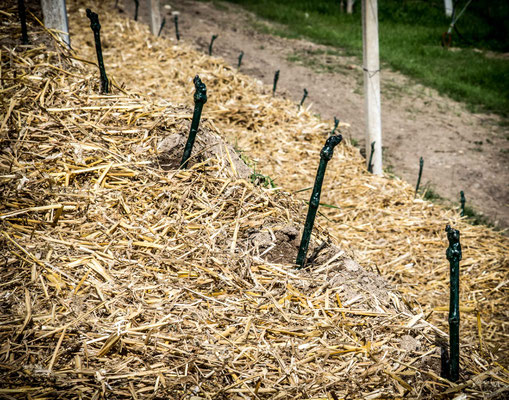 Auf den Terrassen wird Stroh ausgebracht, um in den ersten Wochen und Monaten bei starken Regenfällen Erosion zu vermeiden.