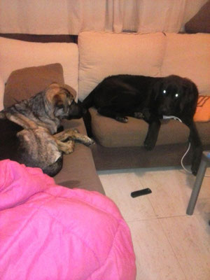 Chocolate, donante de Greta en su casa de adopción