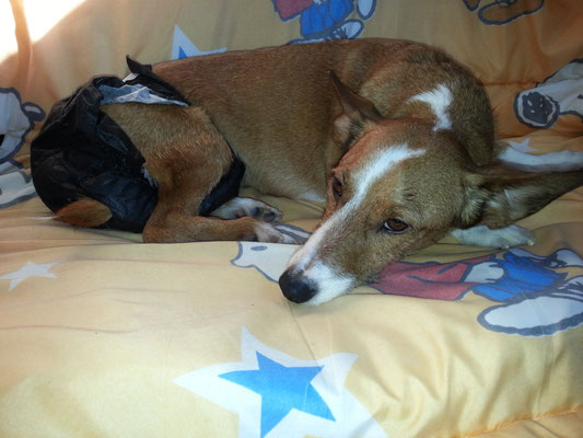 CHESTER primeros días